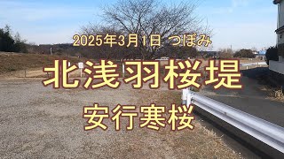 北浅羽桜堤公園の安行寒桜 つぼみ  開花が遅い 2025年3月1日